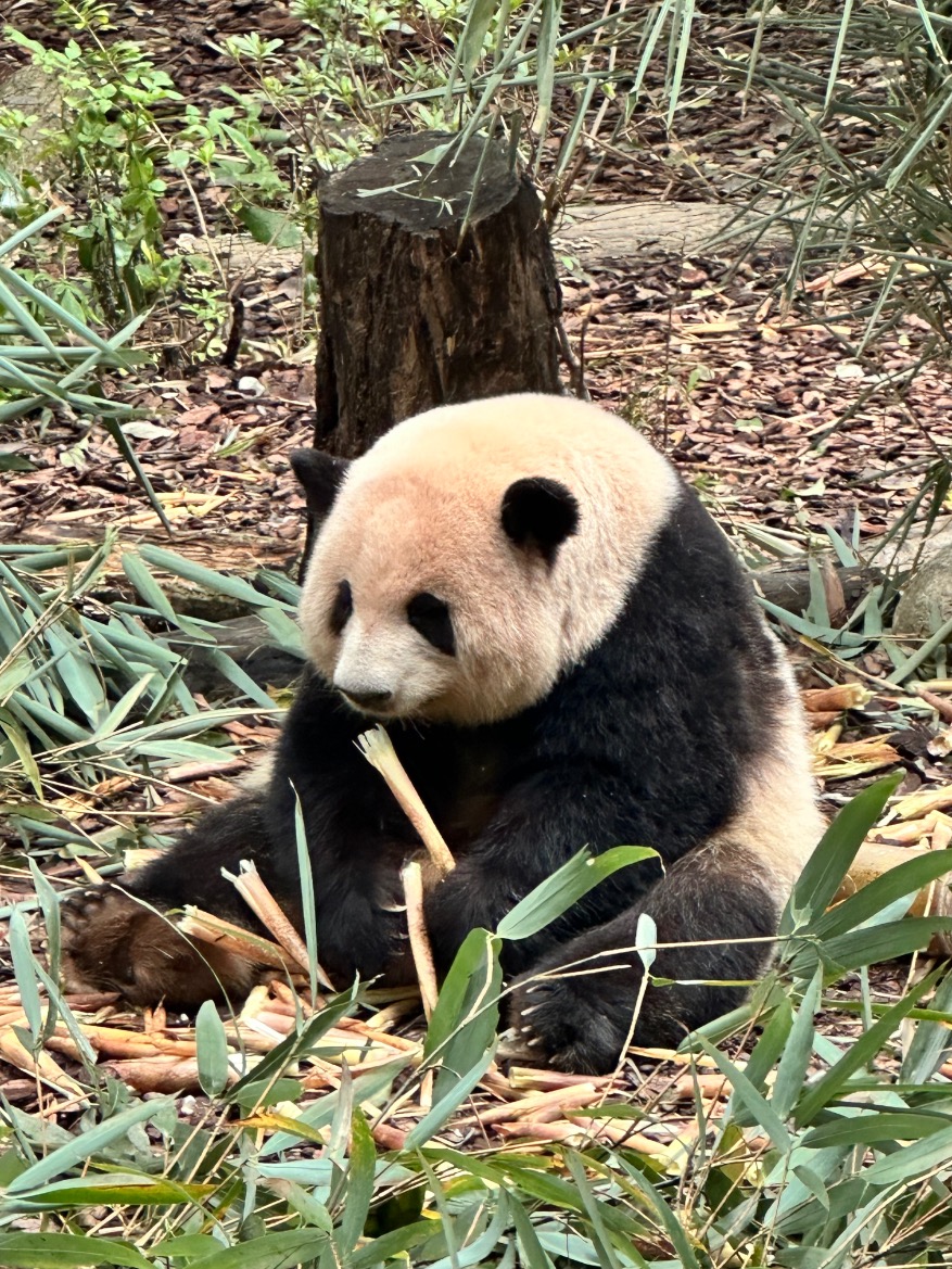 Panda