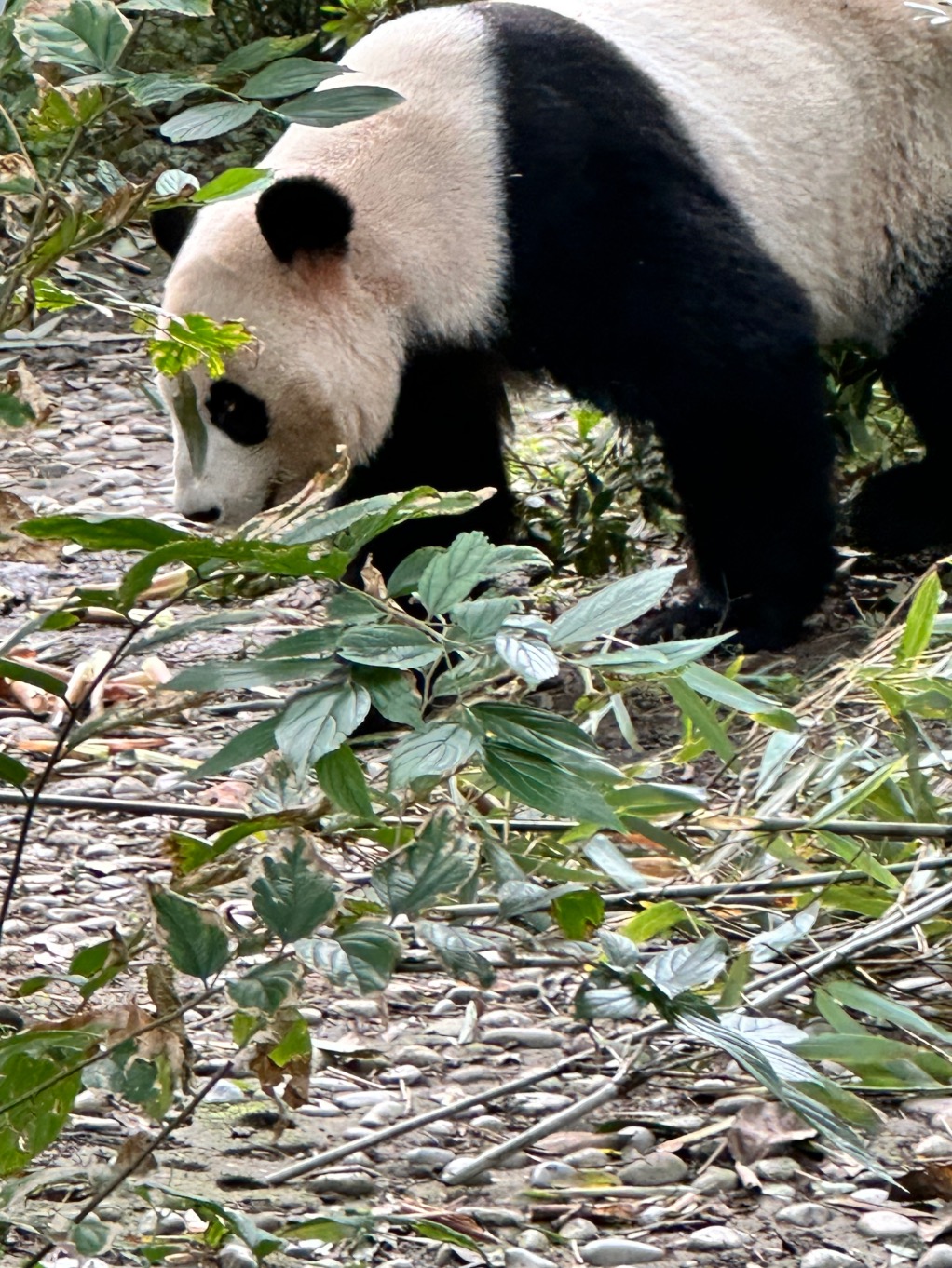 Panda