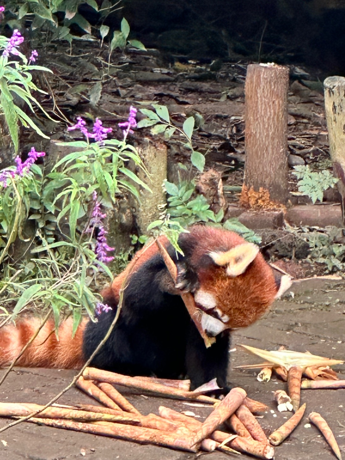 Red Panda
